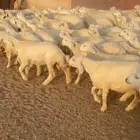 رخال حرش