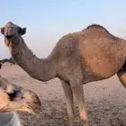 4 ضرايب للبيع