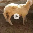 طلي الحرازات (( تم البيع ))