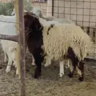 للبيع خروف العمر 6شهور
