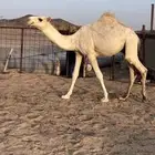 قعود للبيع مفرود او تو دخل حق الي يبي فحل ولا قصب