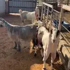 للبيع معزا متابيع فاخرره