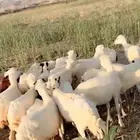 رخال رفيدية محايل عسير