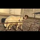 فحول نعيم مقنوي وصنف للبيع