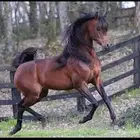 مربط خيل وفحول للتشبيه