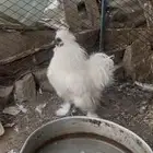 دجاج قطني امهات خوارج