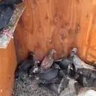 حمام لوت