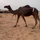 عشرا مجهم تحتها قعود