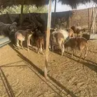 غنم مغربيات