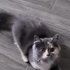 قطط للبيع