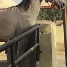 خيل