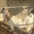 عنز هولندية جرم طيب وشبب