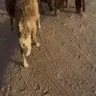 طليان طيبة