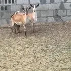 7معزا جنوبيات مراح واحد لون واحد كفووو