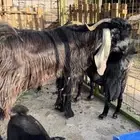 تيس فحل عارضي صنف