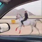 فرس كفو بسعر طيب