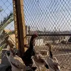 دجاج شامو ياباني