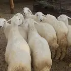 رخال للبيع