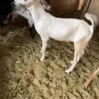 تيس