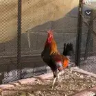 للبيع ديك عربي افرق شرط اذان و اضراب وسليم من الامراض