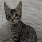 lost cat