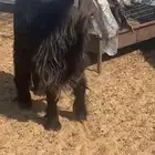 تيس فحل عارضي ثني