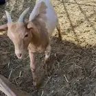 تيوس بلديه 5 شهور شرط فل