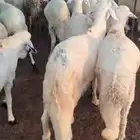 طليان سواكن مرابي