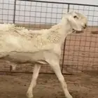 فحل سواكن