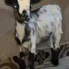 ماعز قزم جفره تشيكي العمر 3 شهور سلييمه من جميع العذاريب