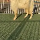 تيس مطور ثني خصم