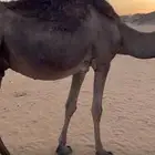 ضرايب توه مبيوعه عيالها