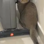 قط سكوتش فولد بيور