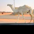 بكره وضحا باتليه طيبه السوم 7