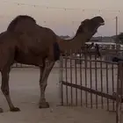 للبيع بعير حمر ادهم