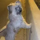 كلب للبيع