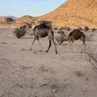 خلفه بكر تحتها حاشي
