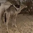 قعود وبكره بريه فل شحم