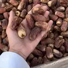 تمر صقعي فاخر