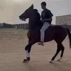 حصان