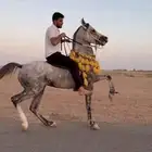 حصان واهو جمرهه