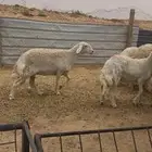 رخال حرش صنف( تم البيع)