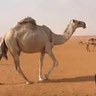 للبيع لقحه