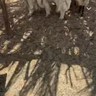 طليان طيبة للبيع جمله وتفريد