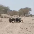 غنم نجد العدد 5 مع خروف فحل