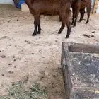 جفرات قبرصي ع شامي