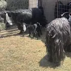 معزاء خلفات