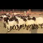 جذعات نعيم صنف .