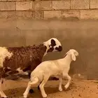 سواكنيه تحتها رخل