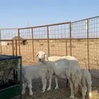 حرية متوم